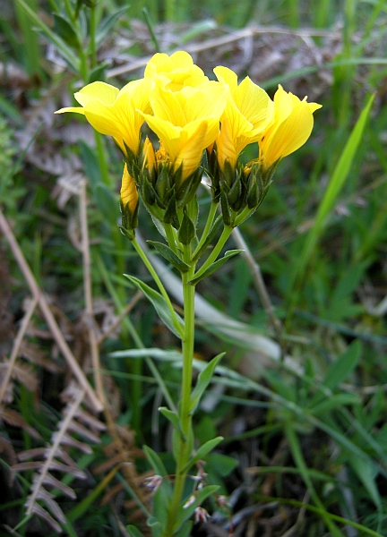 Linum capitatum / Lino capitato